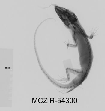 Media type: image;   Herpetology R-54300 Aspect: dorsoventral x-ray